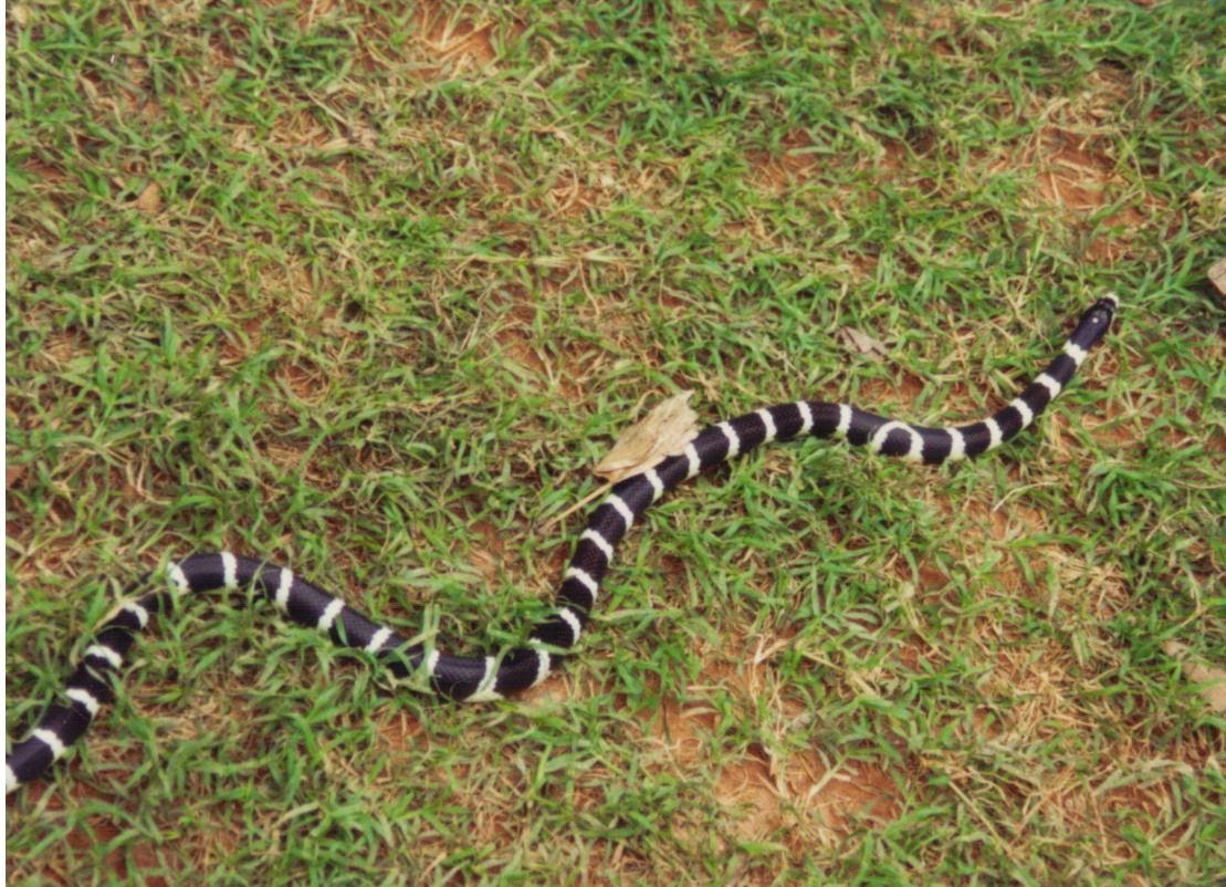 aveek-blogs-banded-sea-krait